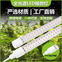 T8�A�Α����ˮledֲ�����L���Gֲˮ��������ȫ���V����a���