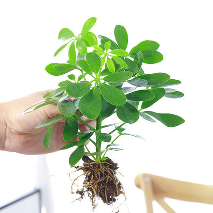 [특가] 오리발나무 2그루(뿌리가 벗겨진 상태로 배송)