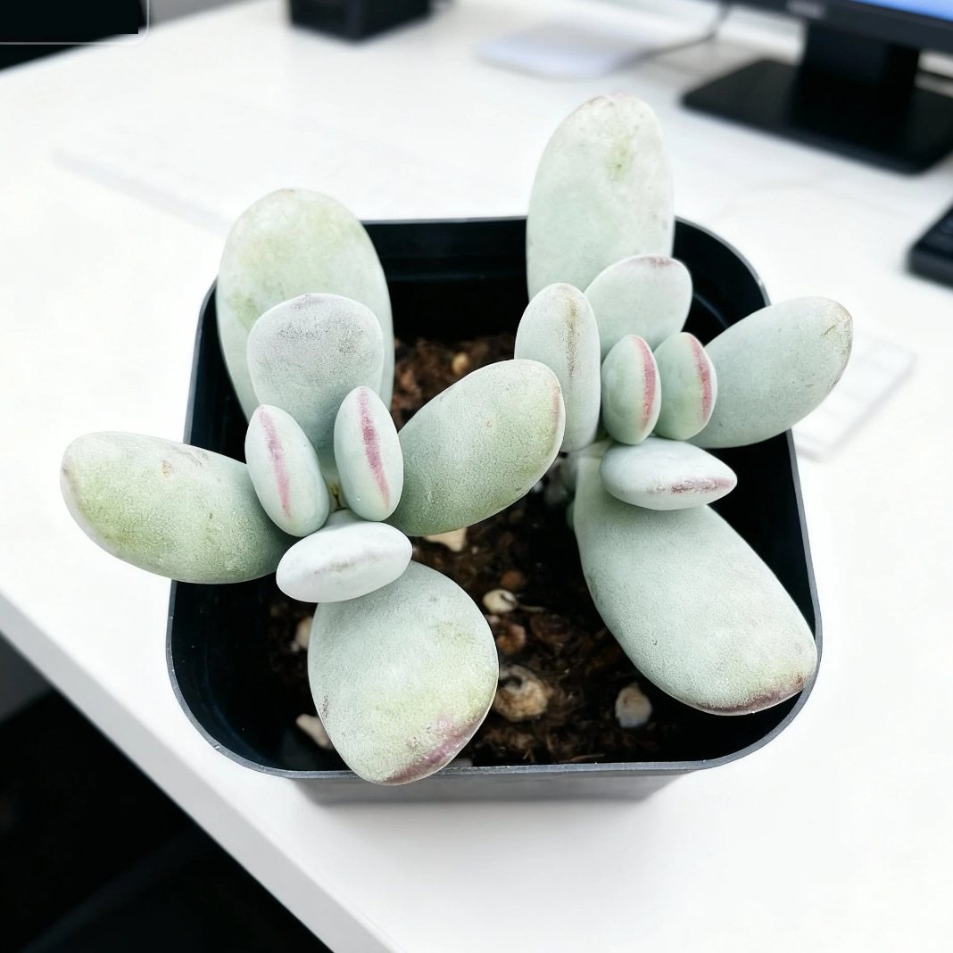 탁구푸니앙 4-5cm (플라스틱 대야에 심어 배송)