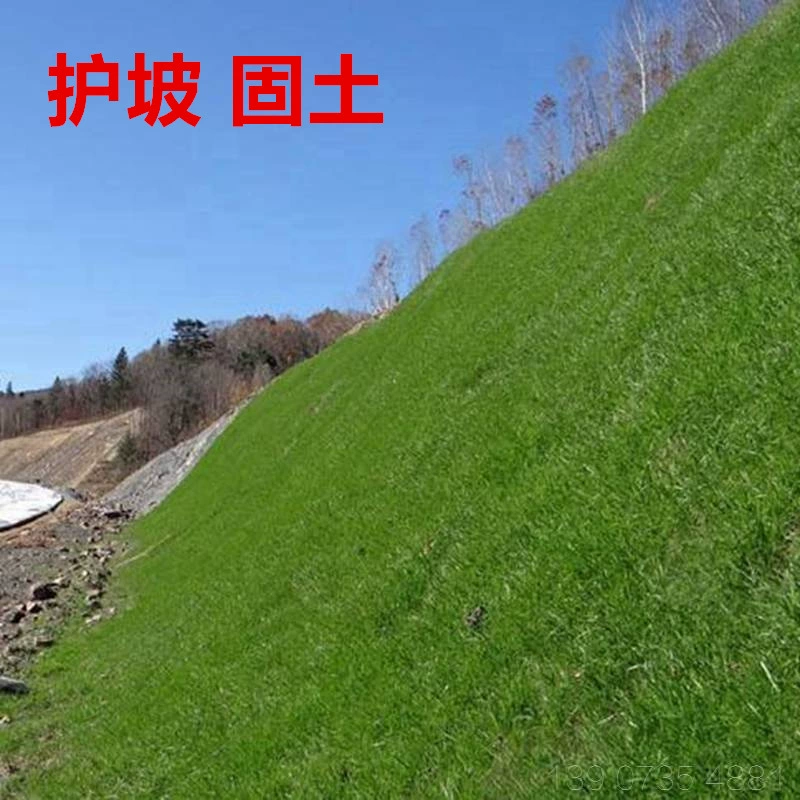 Защита склонов и почв-Фиксация газон семена травы вечнозеленые семена травы морозостойкие и засухостойкие Бермудские острова семена травы Courtyard Villa