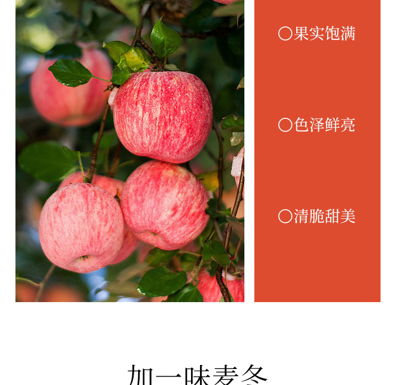Apple & Astragalus Herbal Paste (Huang Qi & Mai Dong) — Traditional Slow-Simmered 300g Jar quality and texture