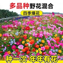 oҰݻmɽwѷNļͺ͸ɺo»첥