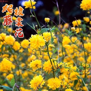 �ذ���Ļ��� �������a�����ʾ����ܾGֲ��໨�ͺ�ͥԺ�G������