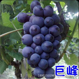 藤念日本晴王翠玉香印青提葡萄苗无籽葡萄树苗地栽南方北方种植