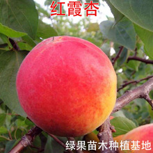 �t�Ә��� �tϼ���� ��÷���� �tϼ�Ә��� �޽���������t�ӹ�����