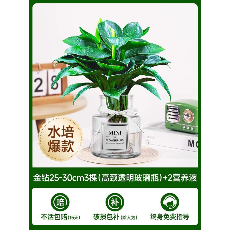 골든 다이아몬드 3개(목이 높은 투명 유리병) + 크리스탈 머드 + 영양액 2개 [핫 모델 수경재배]