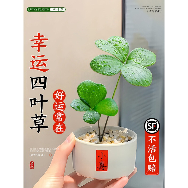 Mexican Ironwood Four-Leaf Clover Potted Plant for Office, Mood-Stabilizing Lucky Clover, Desktop Wealth-Promoting Green Plant Ornament Mexican Ironwood Four-Leaf Clover Potted Plant for Office, Mood-Stabilizing Lucky Clover, Desktop Wealth-Promoting Green Plant Ornament