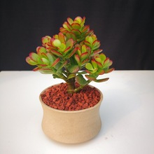 紅葉姬多肉植物 紅葉姬多肉植物批發 促銷價格 產地貨源 阿里巴巴