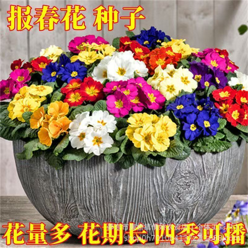 报春花种子四季易活花籽樱草花卉花种子耐寒盆栽庭院室外花种籽子