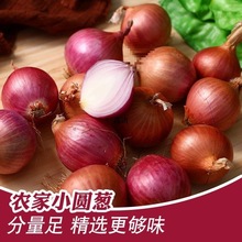 小圆葱红葱头食用东北笨毛葱大个大号甜脆香珠葱新鲜小洋葱紫皮