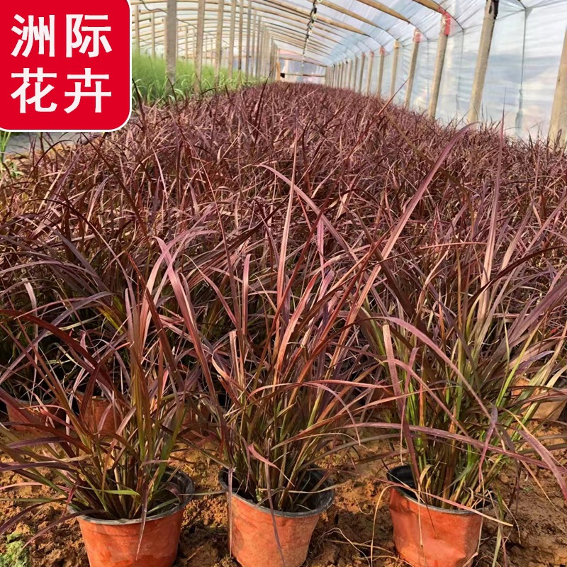 草花基地批发紫叶狼尾草 观赏草地栽盆栽景观工程苗 紫叶狼尾草苗
