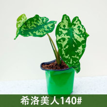 泰國芋 泰國芋批發 促銷價格 產地貨源 阿里巴巴