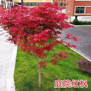 �t�������ļ��Ї��tͥԺ�t��С���ձ��t�輧��@�־G����ľ������