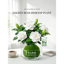 大叶栀子花盆栽水培植物花卉懒人开花绿植净化空气室内四季盆栽
