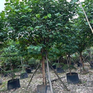 �S�Ș��ֵ�������G����ľ�е��䳣�G��ľ���ԬF������