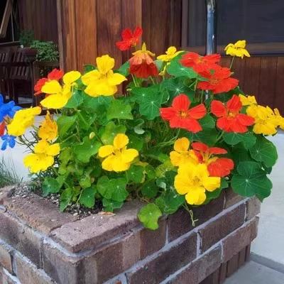 Семена сухого лотоса