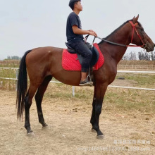 ���R�ɹ��R�R�x��ͥ�T���Rƥ����Ѫ�R�����������R�Rƥ�ăr��