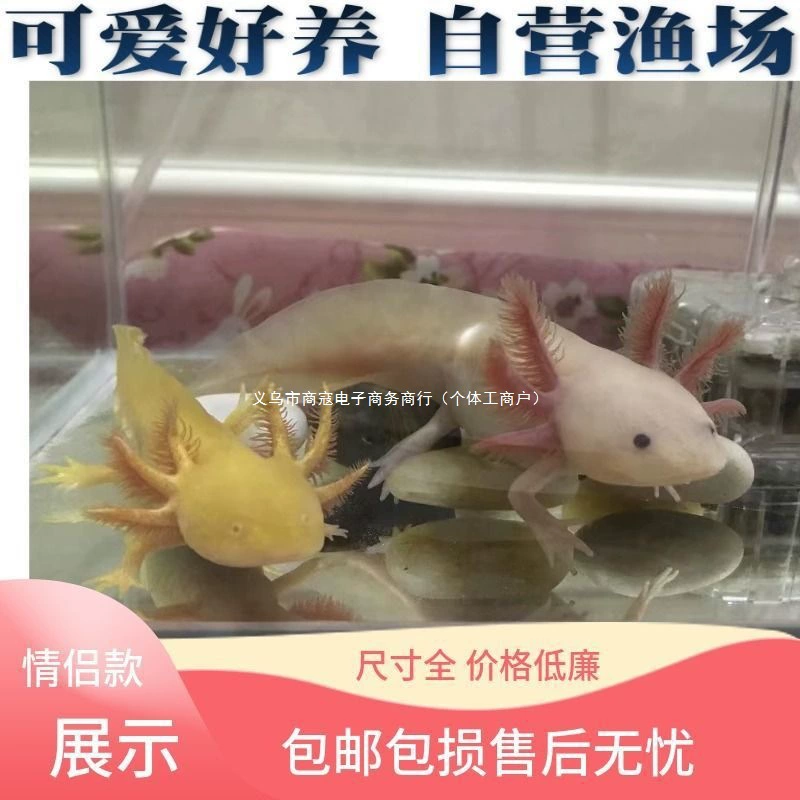 Шестиугольная динозавр-орнамент рыба Golden Fish Dragon Fish Koi холодная вода цветок рыба живая хорошая ленивая русалка бесплатная доставка