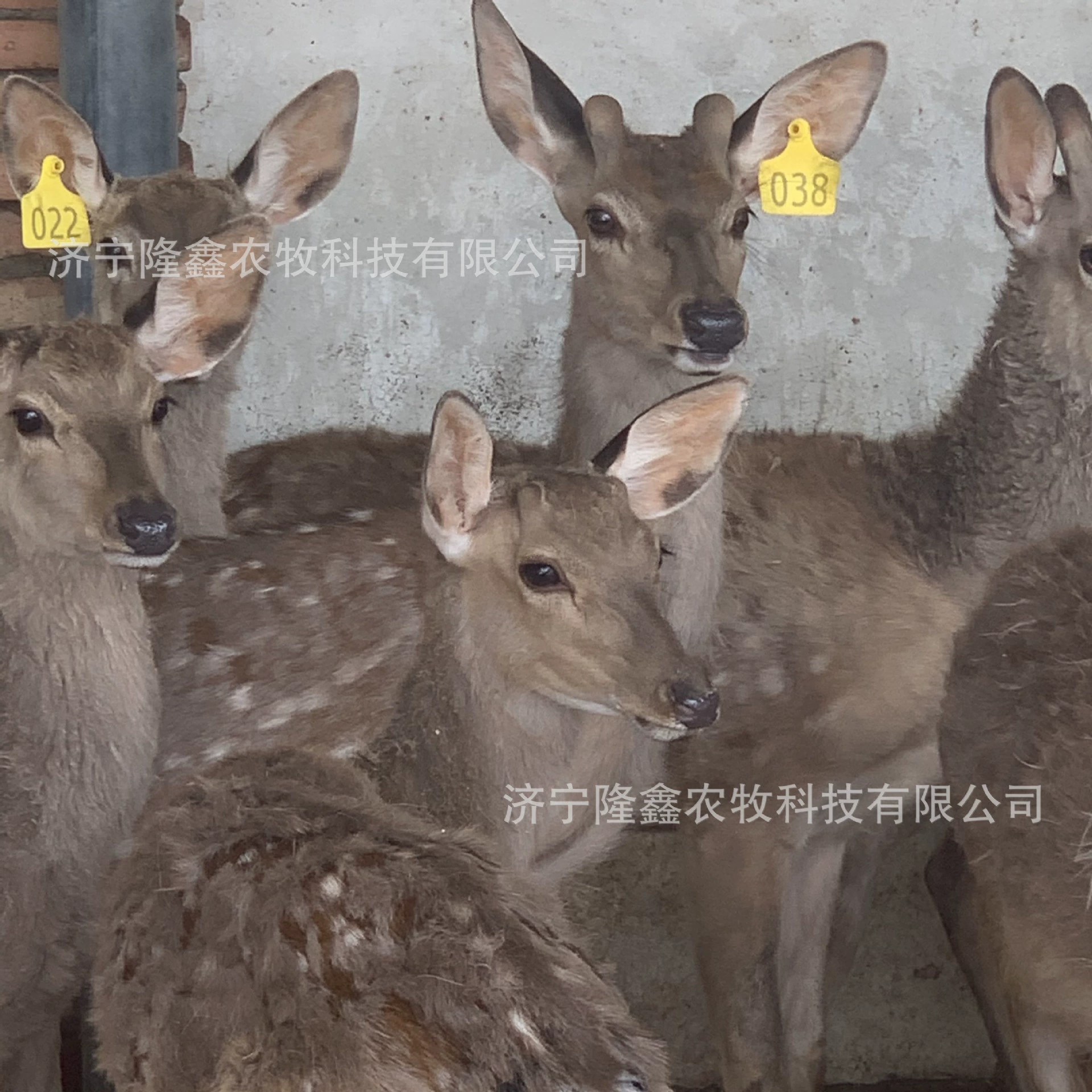 Пятнистый олень может расти несколько пятнистых оленей