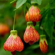 灯笼花风铃扶桑花纹瓣悬铃花金铃花盆栽苗风玲花植物倒挂金钟花卉