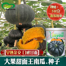 大果甜面王南瓜种子 农田基地种植早熟杂交肉厚日本南瓜籽耐贮运