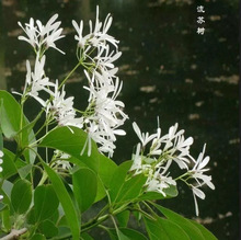 一件代发正宗流苏树苗油根子嫁接桂花砧木南北方四季盆栽地栽庭院