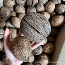 【千纹果】植物干燥果实果壳树叶 进口果实原材料干花包手工DIY