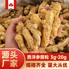 五年纯软质加拿大西洋参粒头足龄进口参段粒头花旗参批发一件代发