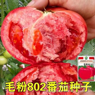 ë��802���ѷN�Ѵ�t�ļ�ë�����ӷN�����t�����̨�ˈ@�߲���