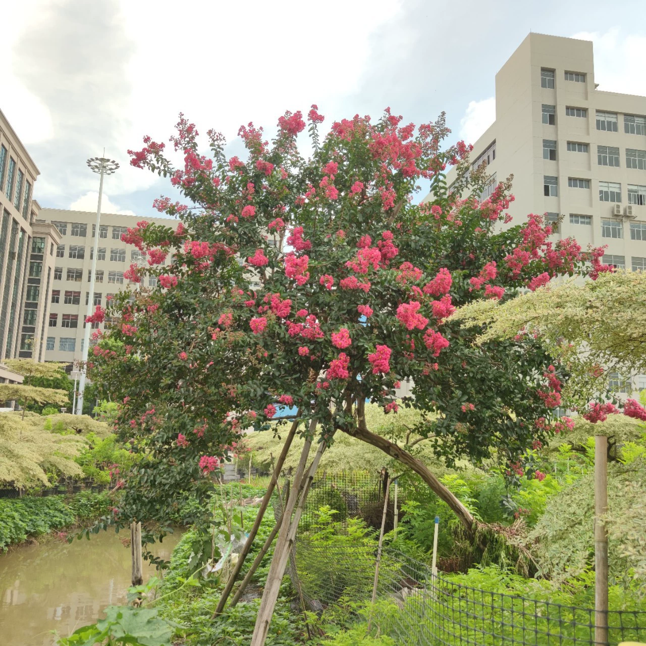 2306 цветочное поле поставляет косой лист Lagerstroemia 8-15 см большой красный розовый внутренний двор дерево