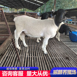 �N�ۺ��^�Ų��d�� �Ų��d������Bֳ ���w�����ź��s���d��