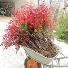 ���ܾG����ͥԺ����͏d�������Ϙ������ͺ��҃���ˮ��ֲ��������