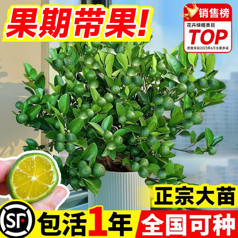 小青柠树苗海南小青桔金桔树香水柠檬树盆栽带果庭院阳台果树果苗