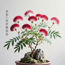 �ձ����~��Ϛg��1���Է����~���ձ����ﻨ��ͥԺ�Gֲ���҃���