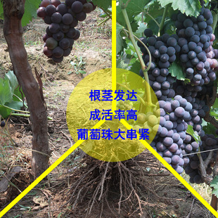 �{��ʯ��������䱱���Ϸ��Nֲ����ͥԺ�����������ј��m����Y��