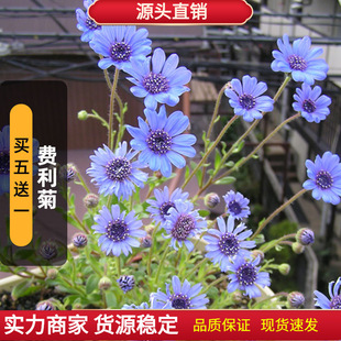 Feli Seed 100 Blue Margaret Special Leaf Blue Daisy Flower Seeds Flower Bed Balcony Potted Sowing in Spring and Autum
