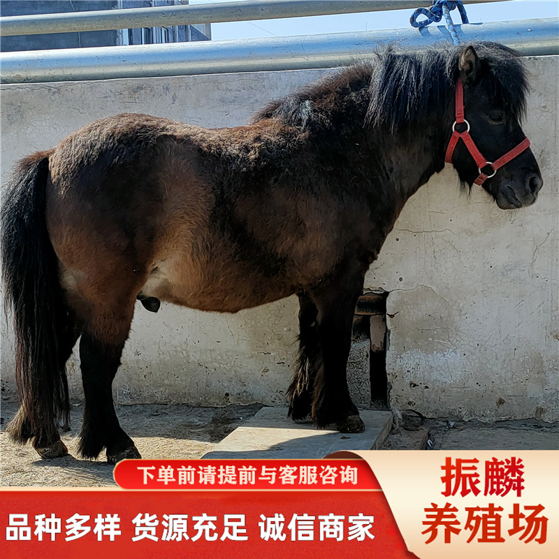 马匹 德保矮马 宠物马 半血马种马 小马驹怎么养殖