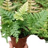 Base direct batch of wolf -tailed fern rainbow fern iron wire kidney fern creative micro -landscape pot fern plant small pot potting pot