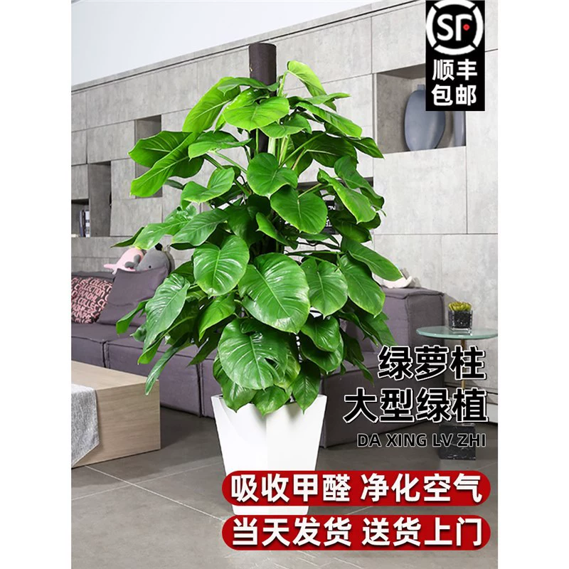 Большое листовое растение-потос в горшке, комнатное, поглощающее формальдегиды, очищающее воздух, для гостиной и офиса, крупное зелёное растение.