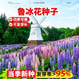 鲁冰花种子四季播种易活羽扇豆花种籽子室内外庭院盆栽植物花籽