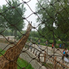 鹦鹉鳥舍不鏽鋼繩編織網 動物園籠舍防護不鏽鋼繩網 卡扣編織鋼繩