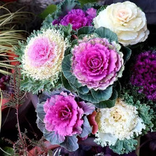 ¸{N^pʳز߲˷N~ĵ@＾̨Բ