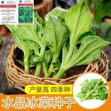 正宗冰菜种子高钙纯正特菜冰草菜种子四季阳台庭院盆栽蔬菜种子