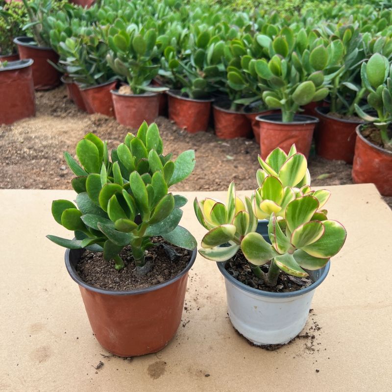 [2년근 위수+화월진] 총 2그루