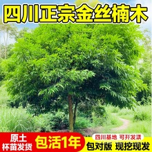 四川金丝楠木树苗盆栽小叶南木南北方种植大树庭院名贵风景树