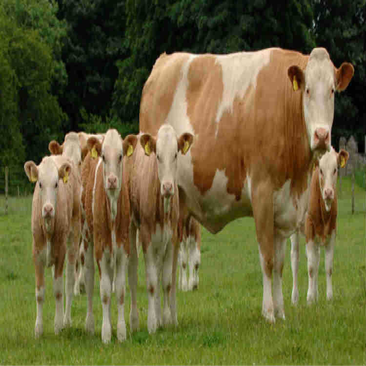 西门塔尔小母牛价格 2024西门塔尔牛犊价格 300斤左右肉牛