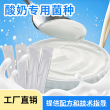 酸奶发酵菌商用益生菌奶皮子菌粉冷萃酸奶发酵拉丝酸奶发酵菌种