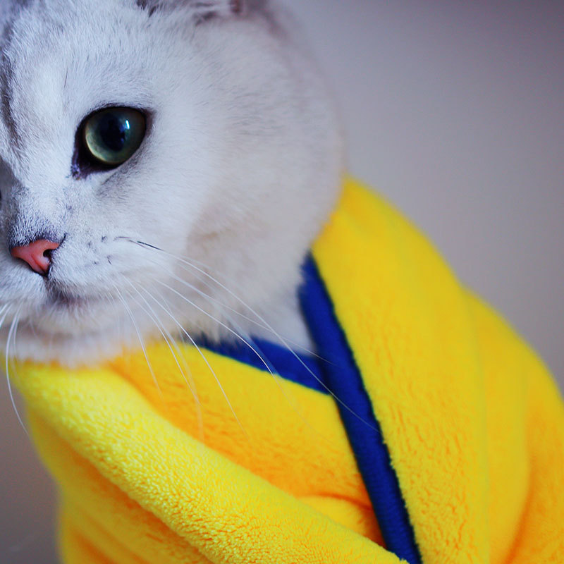 ���Ƴ���ë������è�乷���ٸ�˫��ɺ����ϴ��ë��������ˮ����