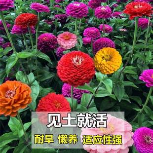 Zinnia Seeds, Zinnia Flower Seeds, Easy-To-Live Sunflower Seeds in the Courtyard for All Seasons, Mixed-Color Double-Petaled Seeds That Will Not Die