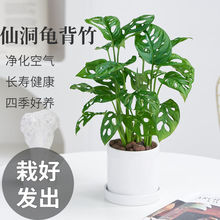 龟背竹办公室内桌面防辐射绿植盆栽水培植物室内花卉四季好养不死